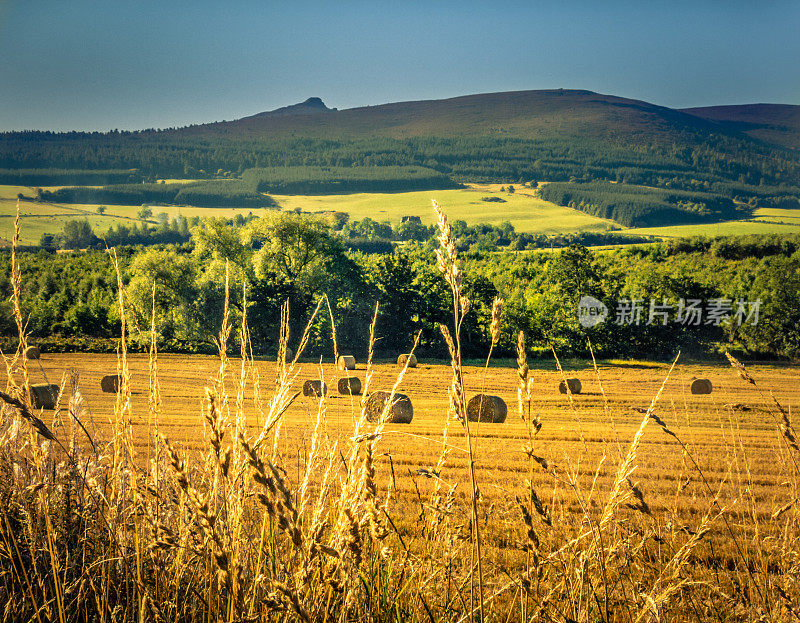 Bennachie Hill Fort下的秋收干草田